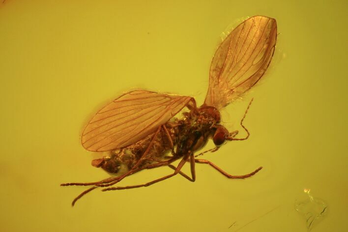 Fossil Mothfly In Baltic Amber #58020